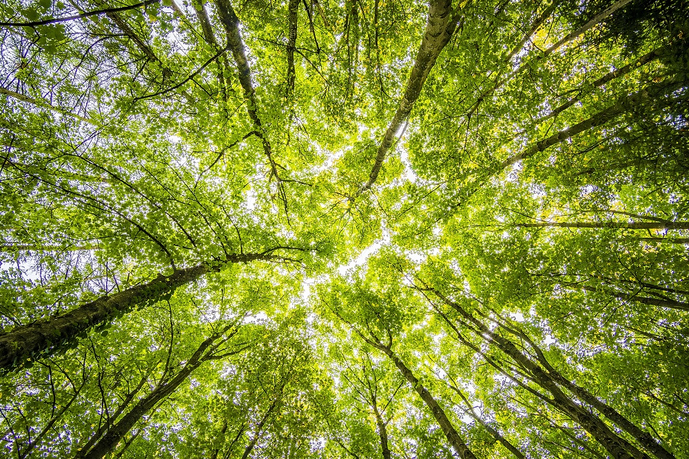 worms-eyeview-of-green-trees-957024 S.jpg